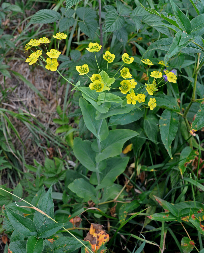 Изображение особи Bupleurum longifolium ssp. aureum.