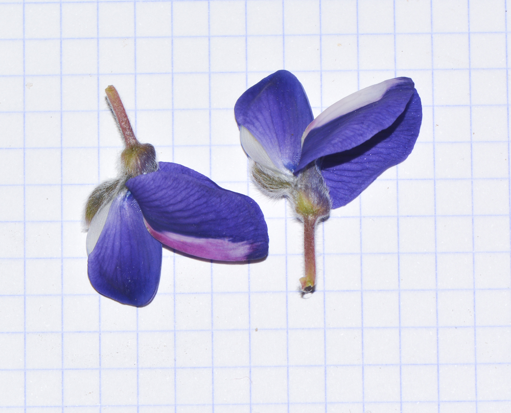 Image of Lupinus pilosus specimen.