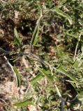 Atriplex aucheri