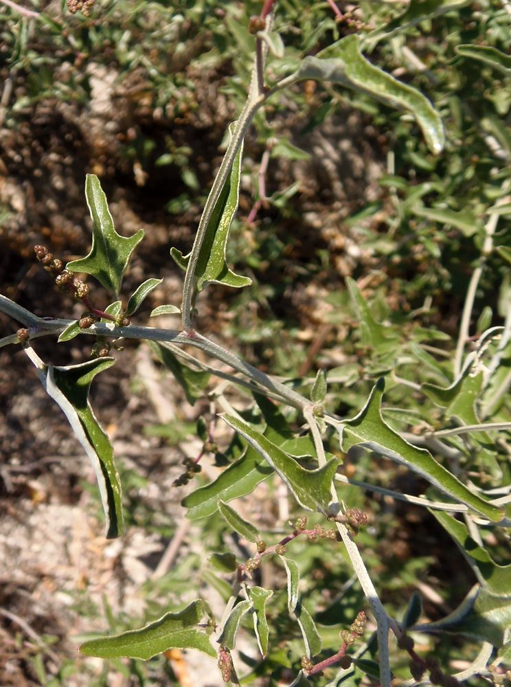 Изображение особи Atriplex aucheri.