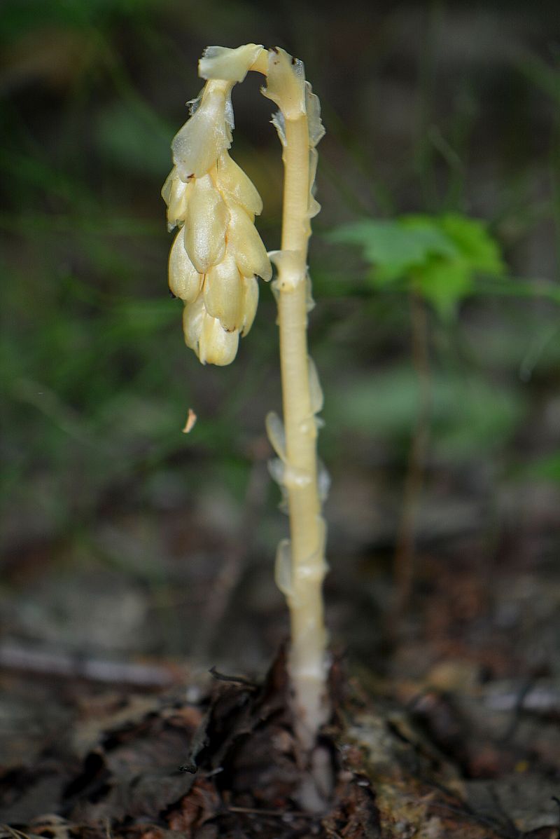 Image of Hypopitys monotropa specimen.