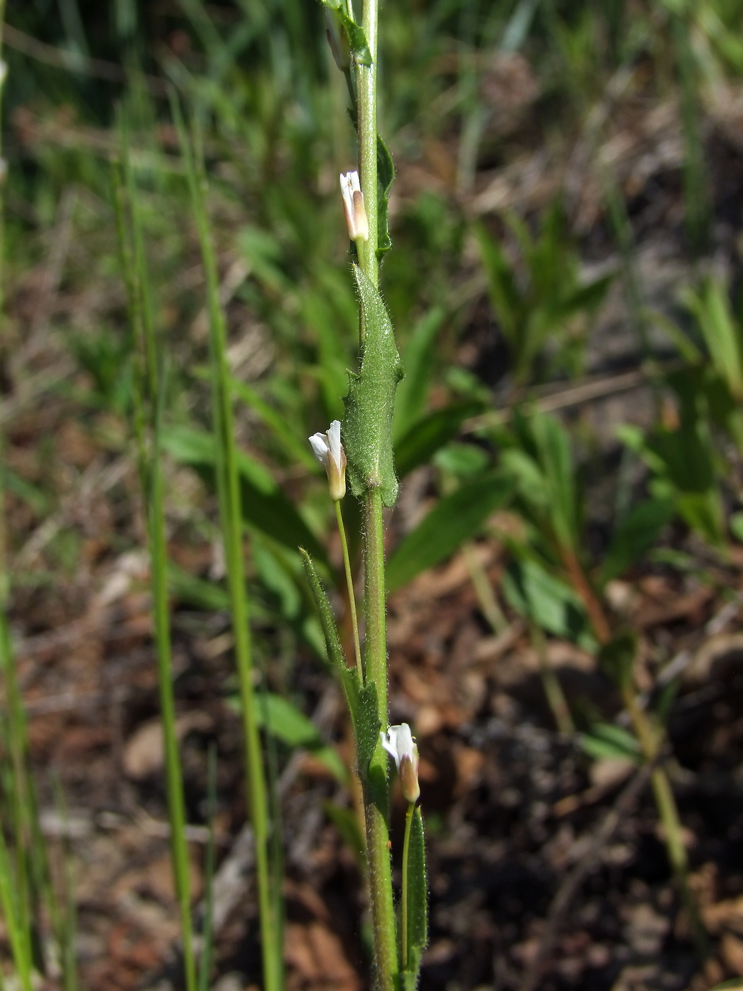 Изображение особи Arabis sagittata.