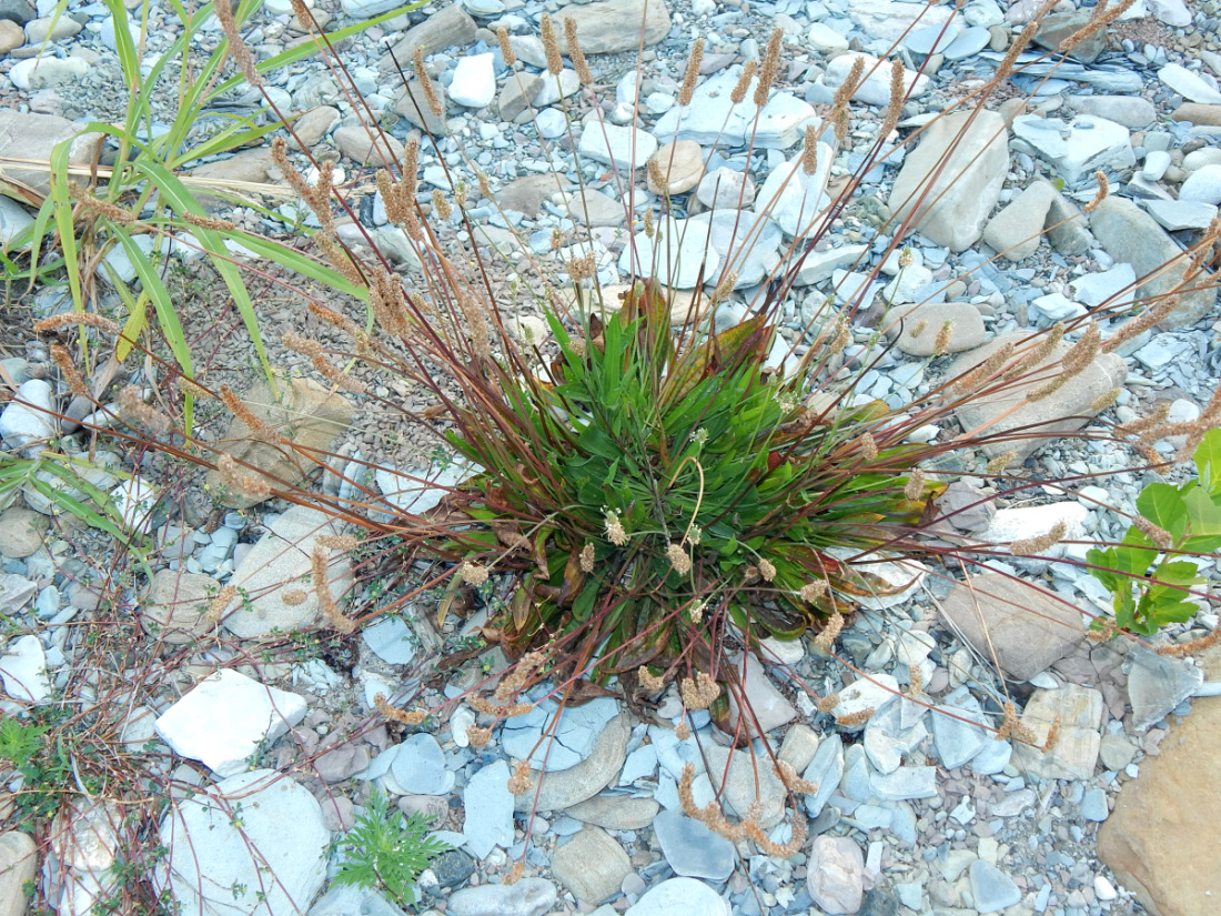 Image of Plantago lanceolata specimen.