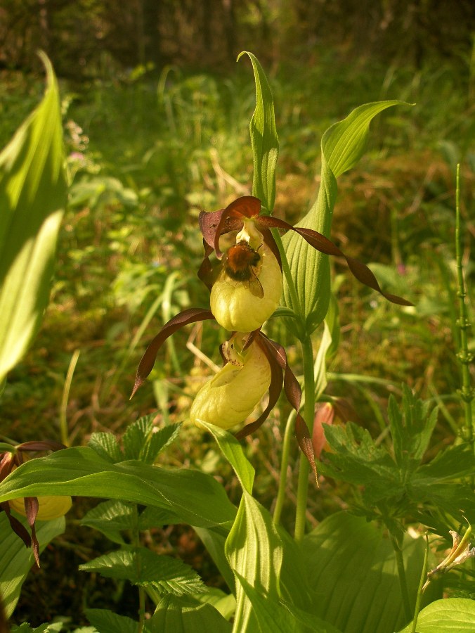 Изображение особи Cypripedium calceolus.