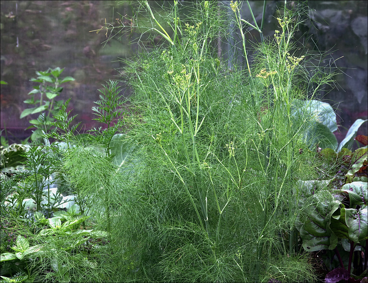 Image of Foeniculum vulgare specimen.