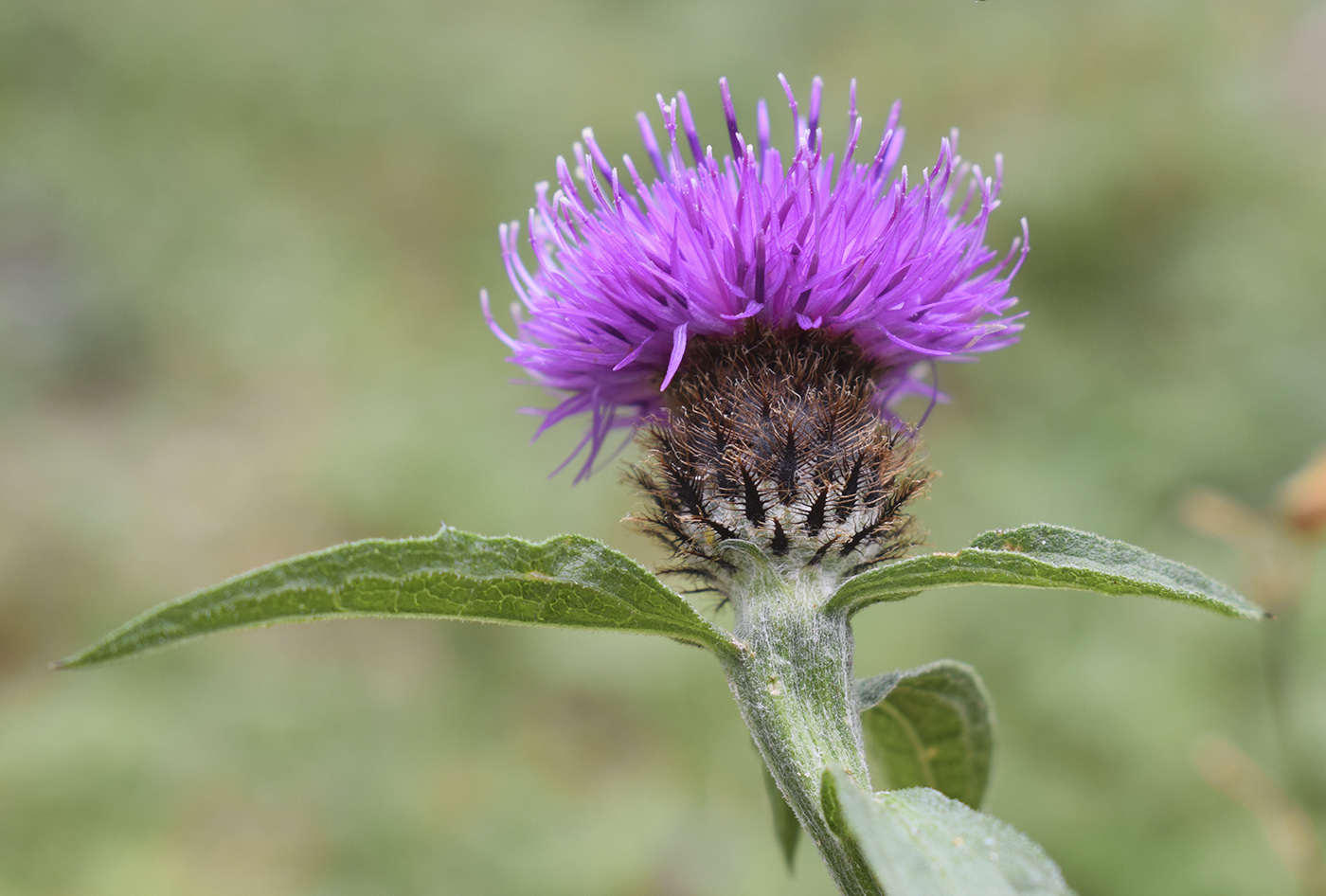 Изображение особи Centaurea nigra.