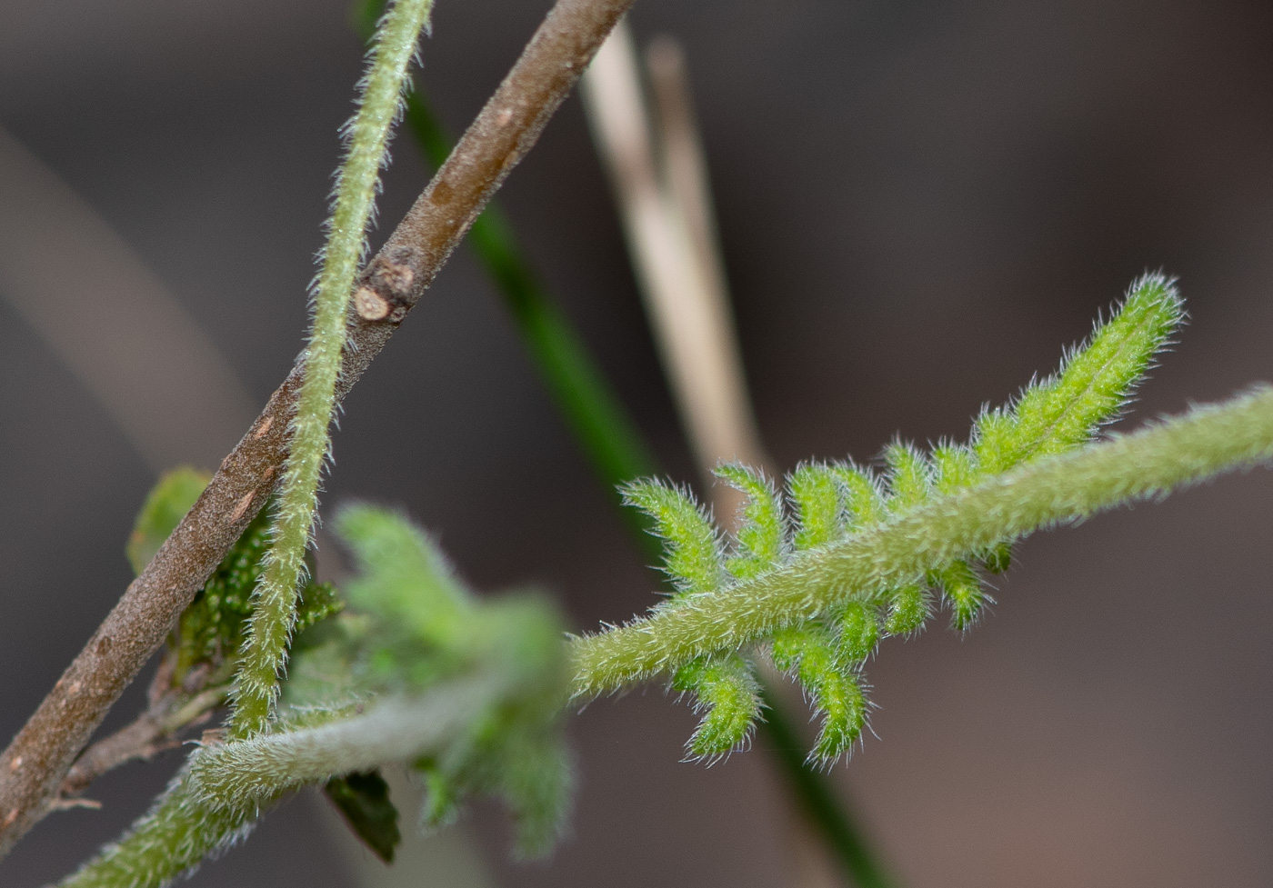 Image of Caiophora cirsiifolia specimen.