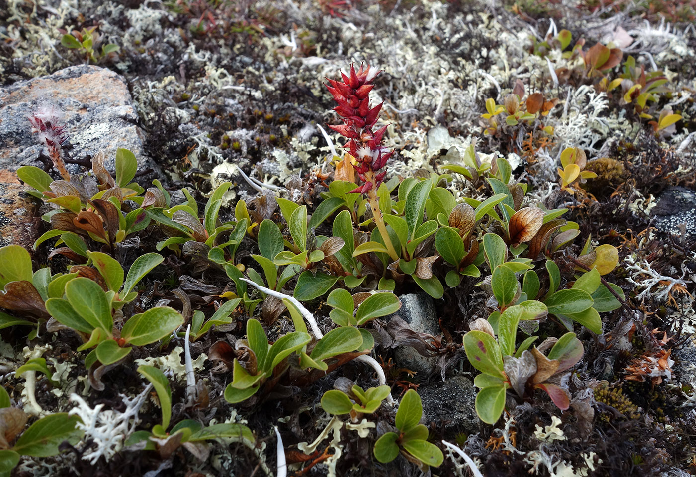 Изображение особи Salix phlebophylla.