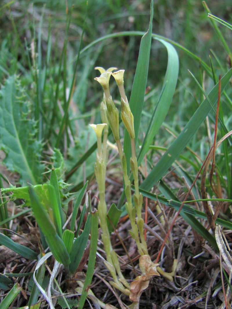 Image of Gentiana aquatica specimen.