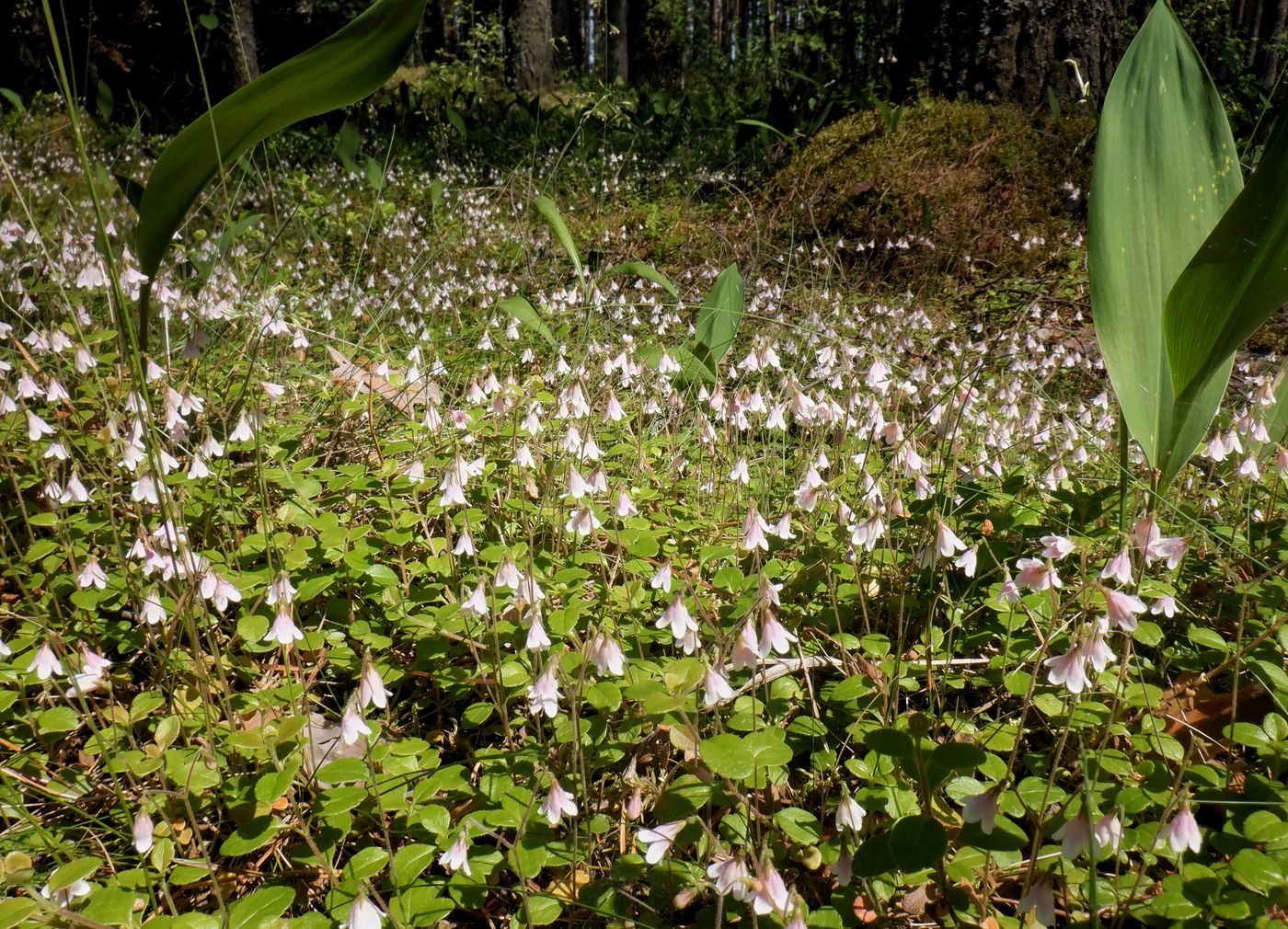 Изображение особи Linnaea borealis.