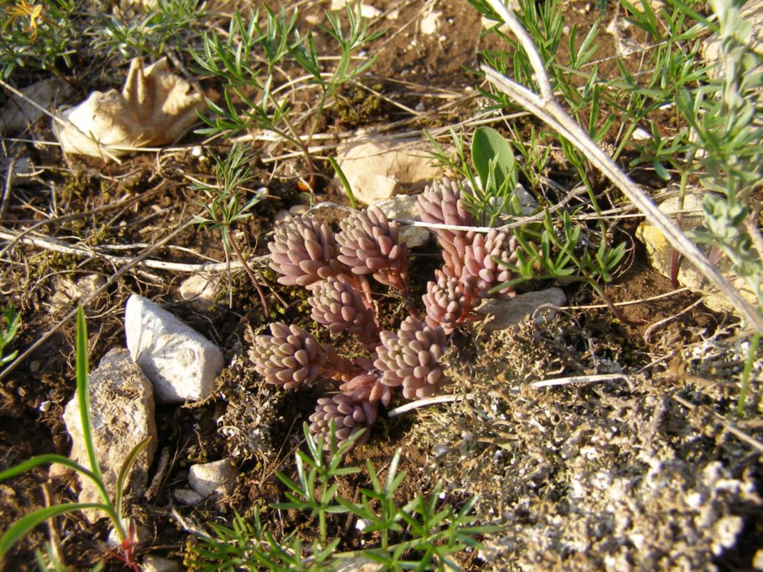 Image of Sedum hispanicum specimen.