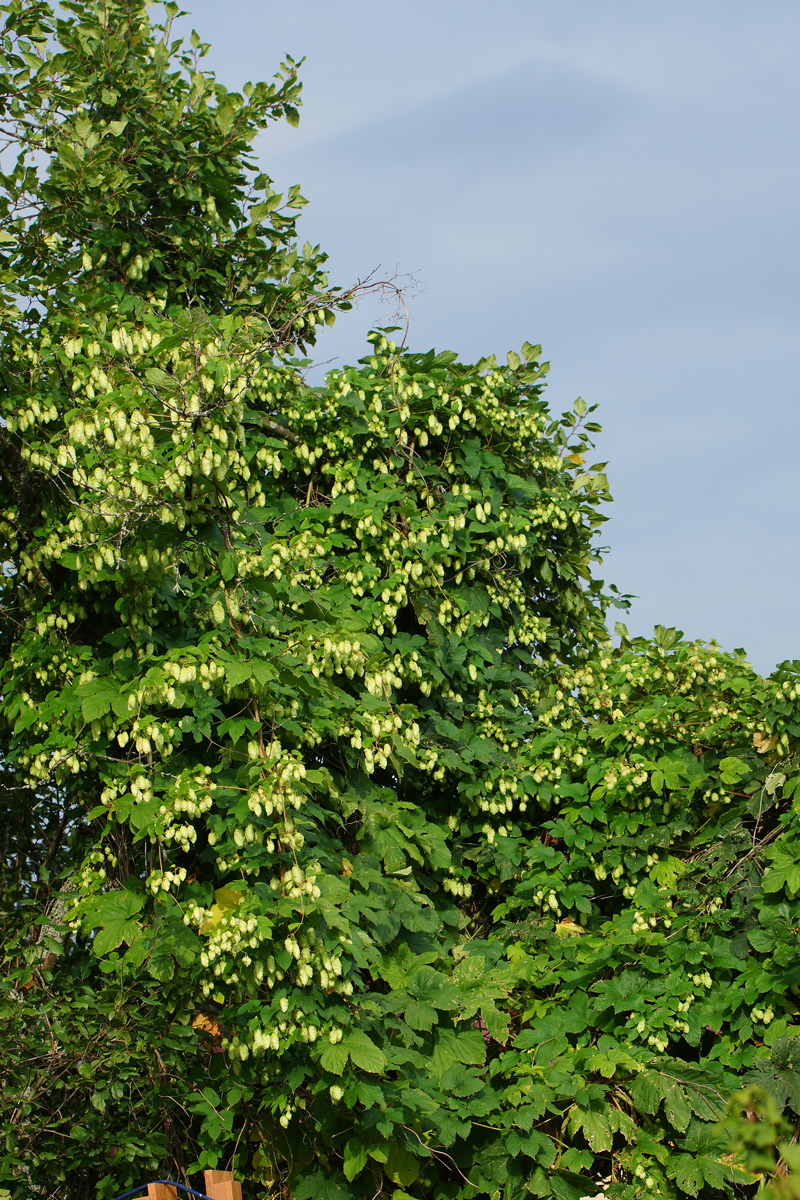 Изображение особи Humulus lupulus.