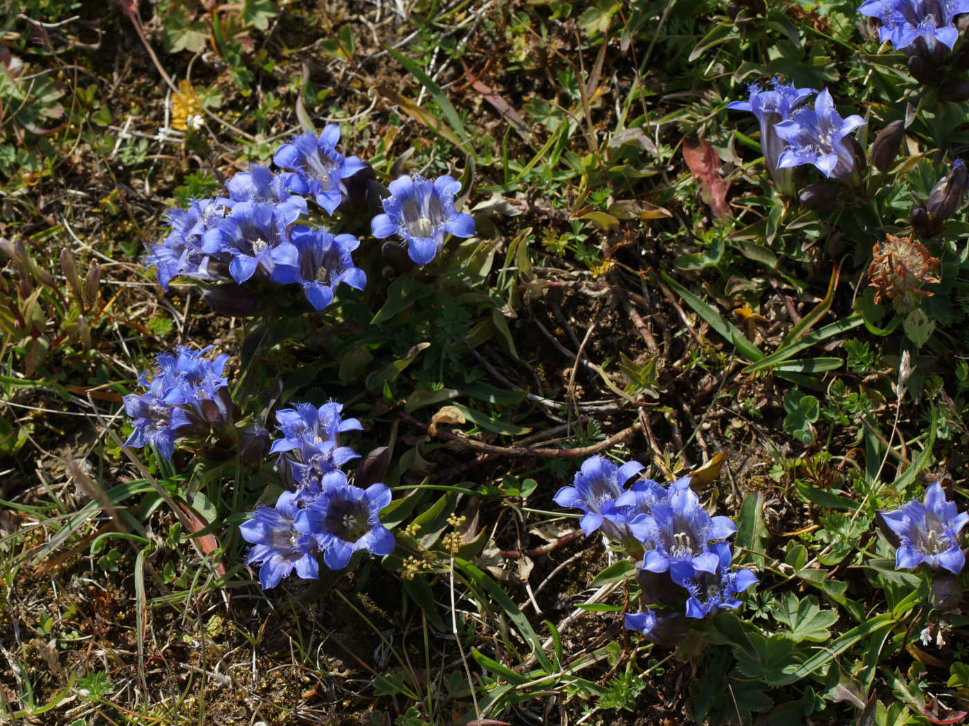 Image of Gentiana septemfida specimen.