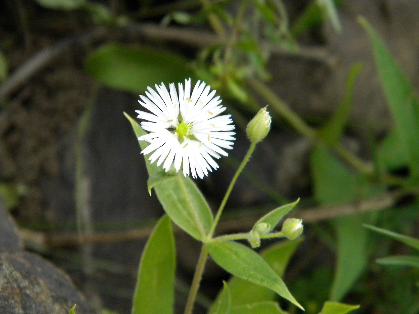 Изображение особи Fimbripetalum radians.