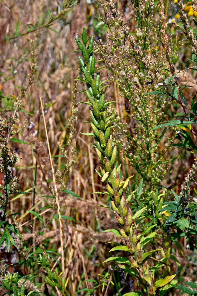 Image of Oenothera biennis specimen.