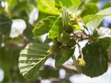 Alnus glutinosa
