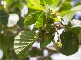 Alnus glutinosa. Верхушка веточки с незрелым соплодием. Ленинградская обл., Кингисеппский р-н, окр. дер. Урмизно, песчаный берег Финского залива, приморский разнотравно-злаковый луг с участием Leymus arenarius. 04.07.2020.