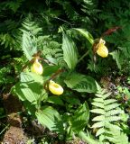 Cypripedium calceolus