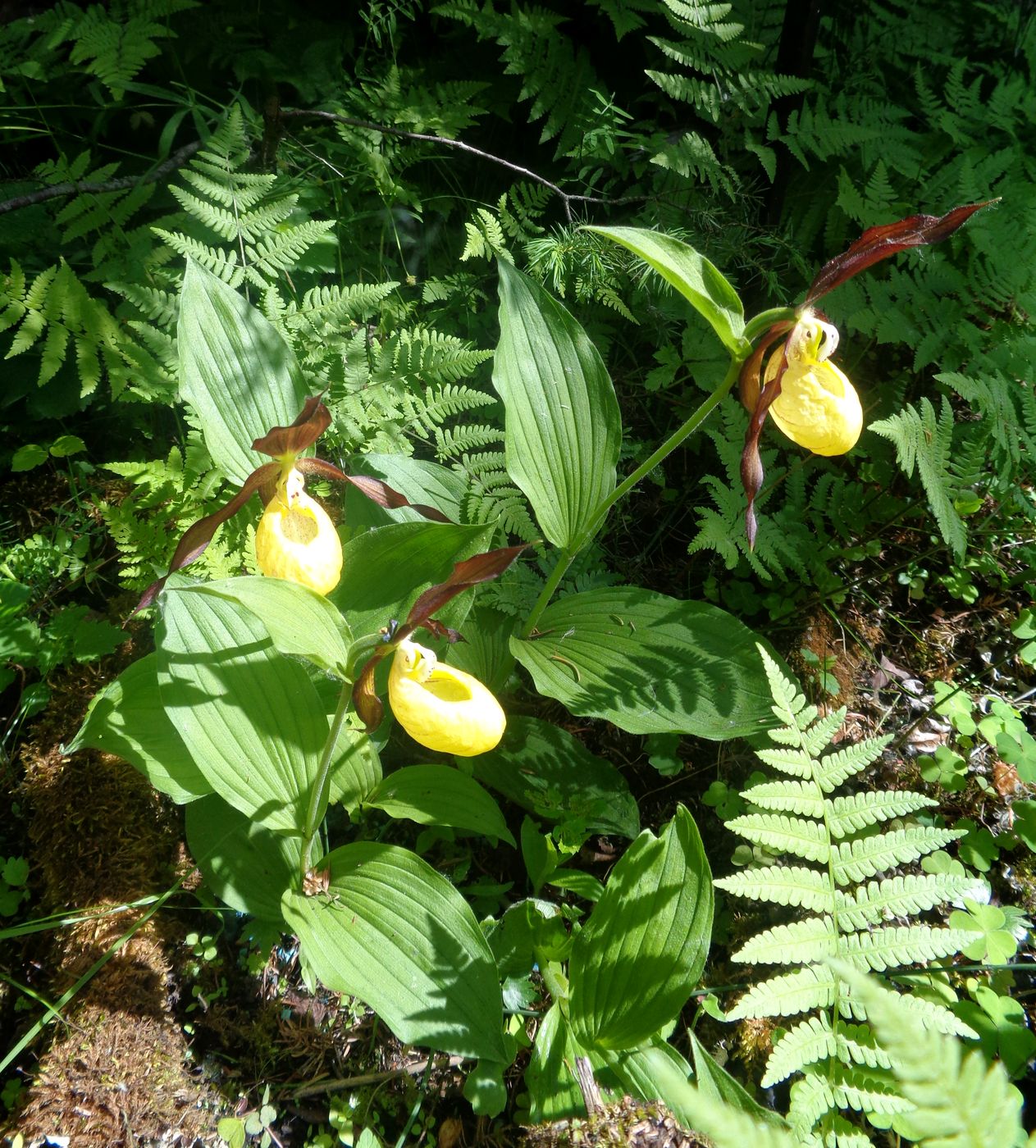 Изображение особи Cypripedium calceolus.