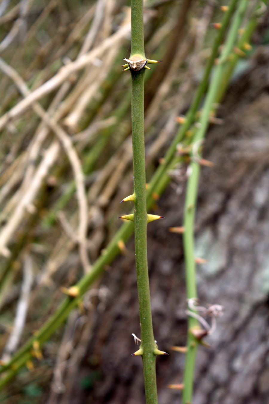 Изображение особи Smilax excelsa.