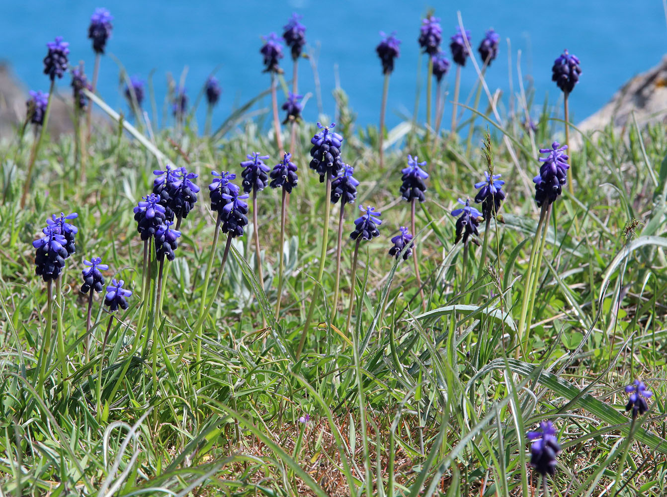 Изображение особи Muscari neglectum.