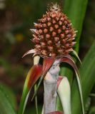 Ananas comosus. Соцветие. Перу, регион Куско, провинция Урубамба, окр. г. Machupicchu, ботанический сад \"Jardines de Mandor\". 20.10.2019.