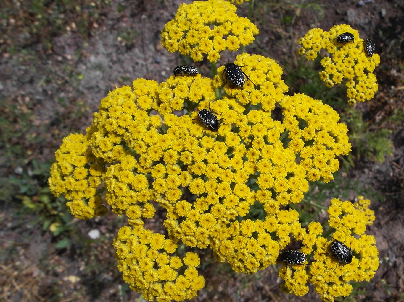 Изображение особи Handelia trichophylla.