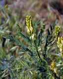 Astragalus asper