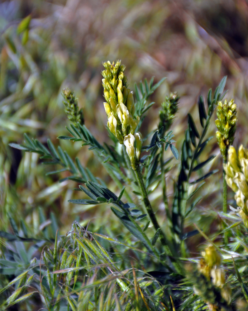 Image of Astragalus asper specimen.