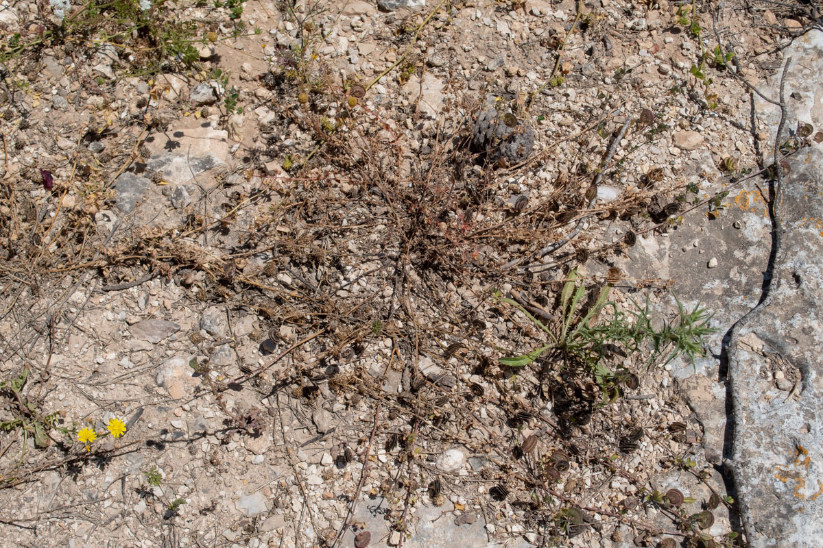 Image of Medicago orbicularis specimen.