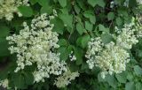 Syringa amurensis