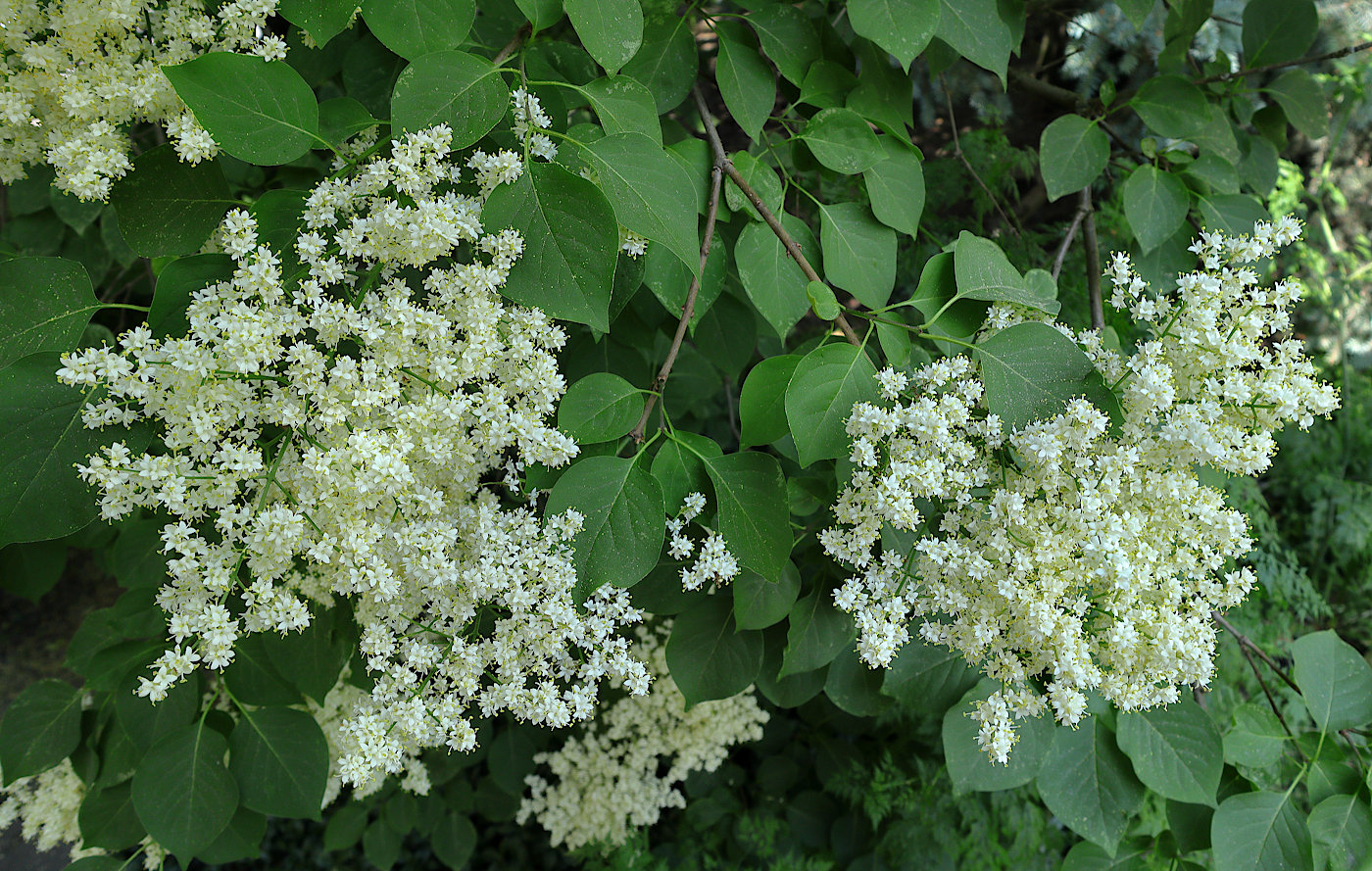 Image of Syringa amurensis specimen.