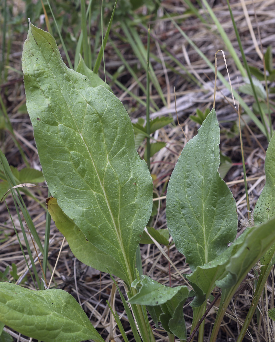 Image of Cynoglossum officinale specimen.