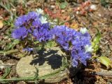 Limonium sinuatum. Соцветия. Греция, Эгейское море, о. Сирос, юго-восточное побережье, возле пешеходной тропы на высоком берегу. 20.04.2021.