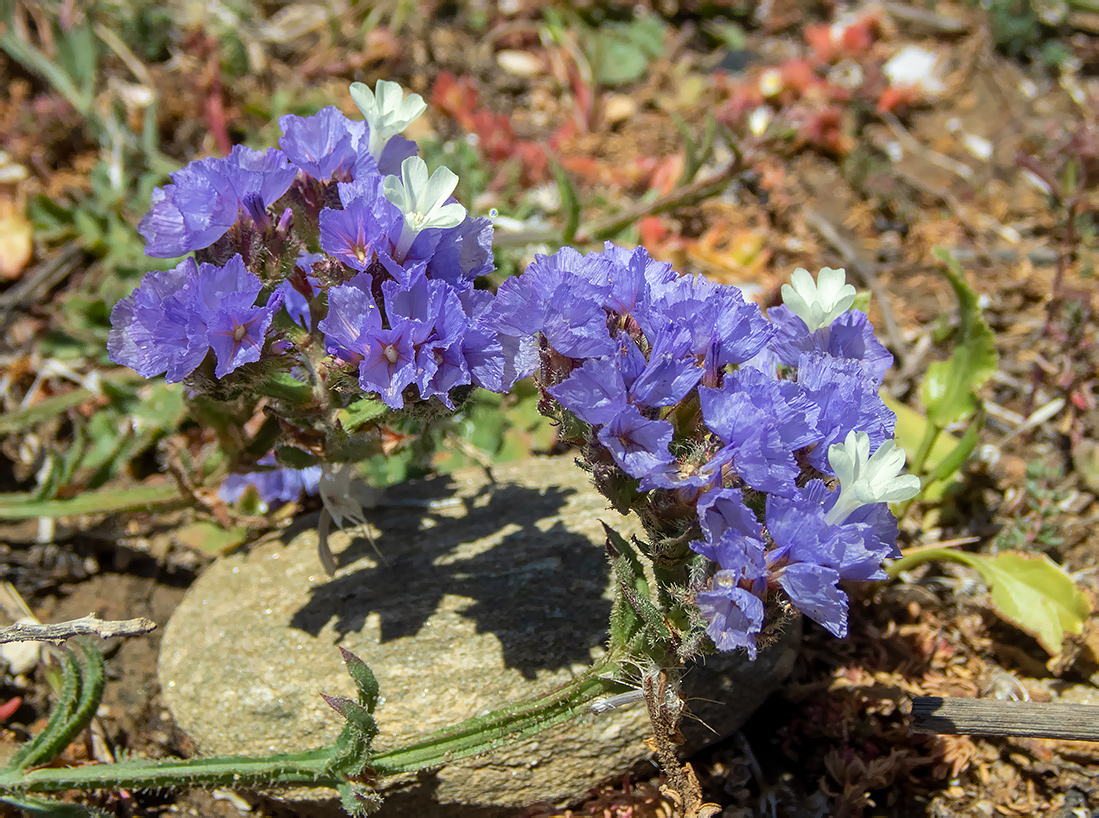 Изображение особи Limonium sinuatum.