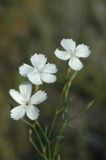 Dianthus ramosissimus