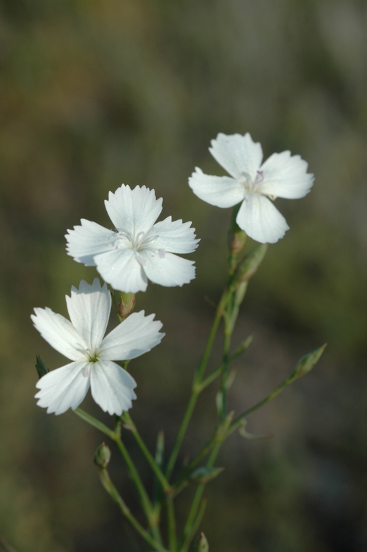 Image of Dianthus ramosissimus specimen.
