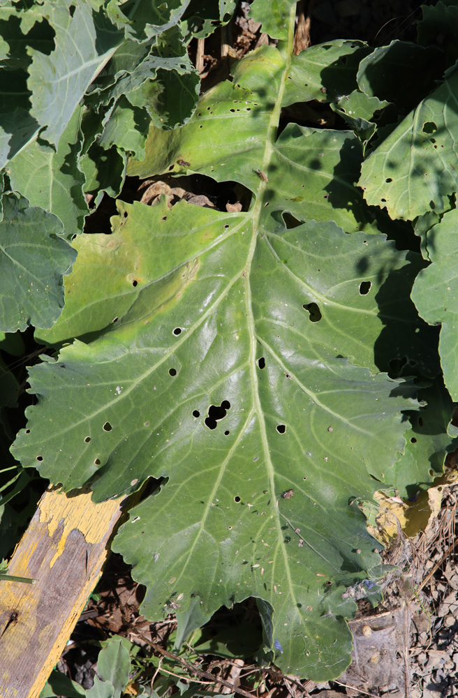 Image of Crambe &times; tchalenkoae specimen.