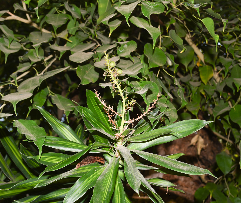 Image of Dracaena reflexa specimen.