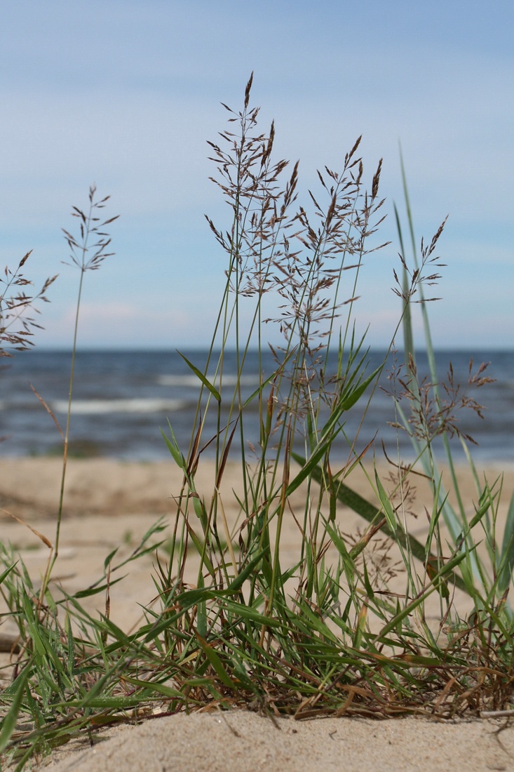 Изображение особи Agrostis stolonifera.