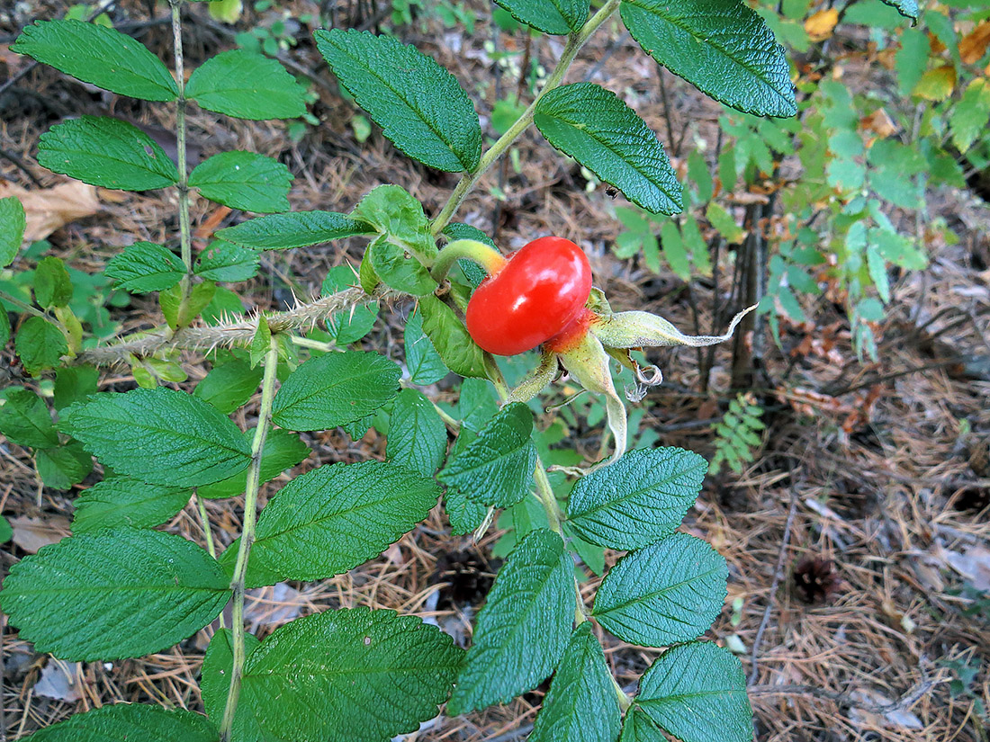 Image of Rosa rugosa specimen.