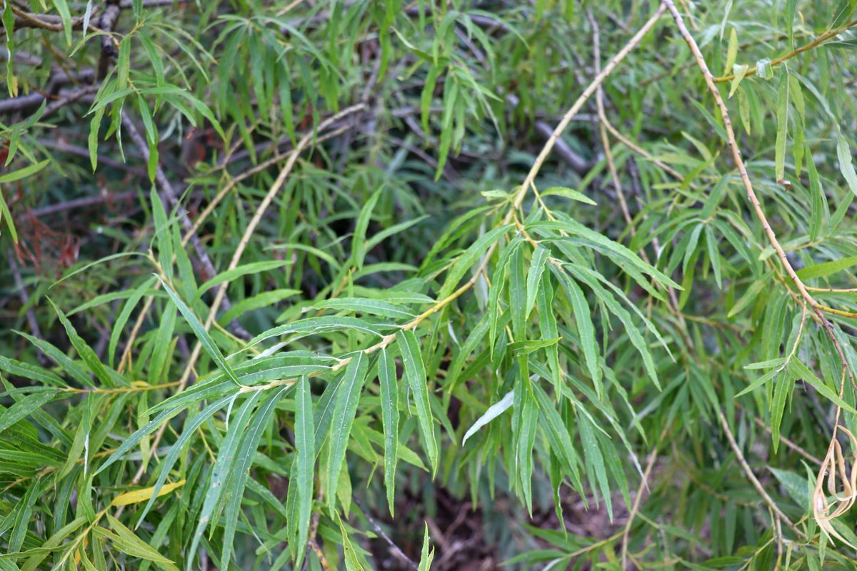 Image of Salix viminalis specimen.