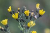 genus Hieracium. Часть общего соцветия. Краснодарский край, м/о город-курорт Сочи, окр. с. Эстосадок, окр. ур. Бзерпинский карниз, выс. ≈ 2000 м н.у.м., субальпийский луг. 29.08.2021.