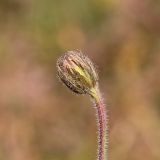 Crepis rhoeadifolia. Верхушка побега с нераскрывшимся соцветием. Ростовская обл., Неклиновский р-н, Андреево-Мелентьевское с/п, балка Сухая, в сухой степи. 26.10.2021.