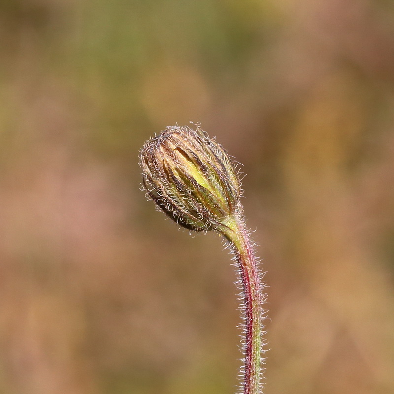 Изображение особи Crepis rhoeadifolia.