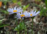 Aster alpinus