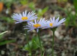 Aster alpinus. Верхушки генеративных побегов с соцветиями. Республика Алтай, Усть-Коксинский р-н, окр. с. Мульта, перешеек между Нижним и Средним Мультинскими озёрами, опушка соснового леса. 09.07.2021.