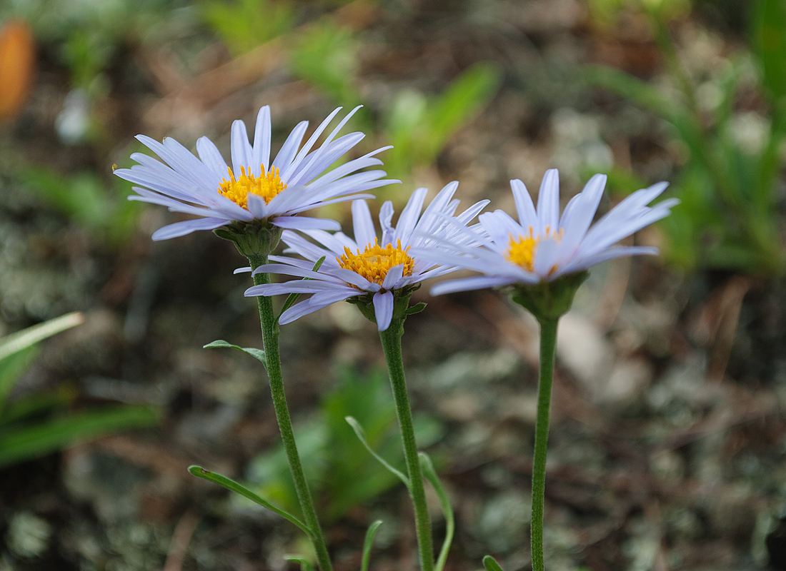 Изображение особи Aster alpinus.