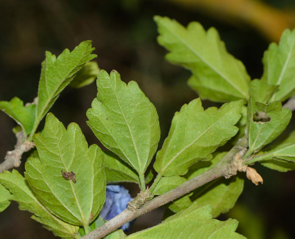 Image of Hibiscus syriacus specimen.