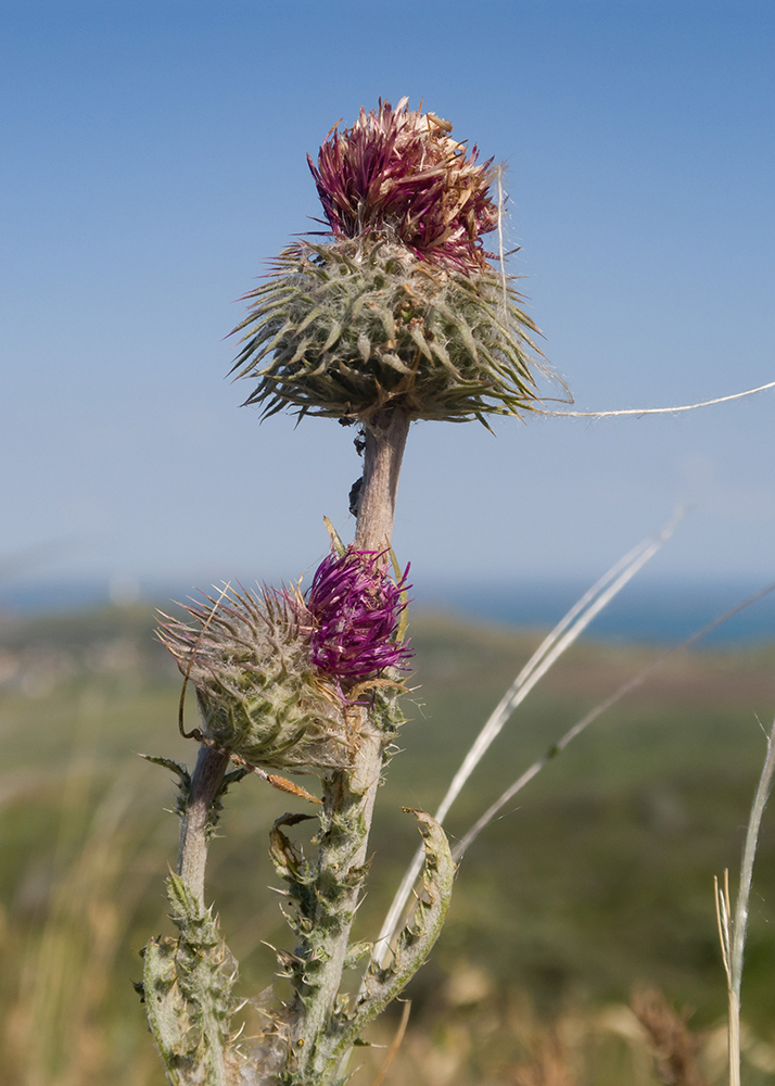 Image of Carduus uncinatus ssp. davisii specimen.